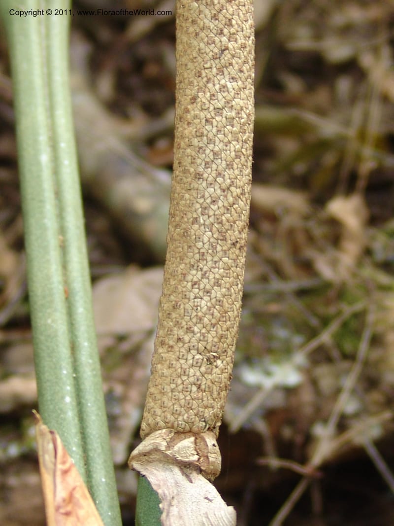 Anthurium plowmanii, AraujoM2908--Bolivia. F. Tamayo. Rio Machariapu. 17 Sep 06. 283 (25).jpg