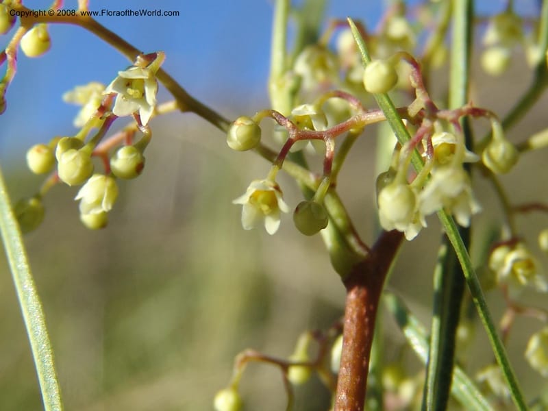 Rhus--So.Africa. E. Cape. Joubert's Pass, SE of Lady Gray. 9 Mch 05. 256.jpg