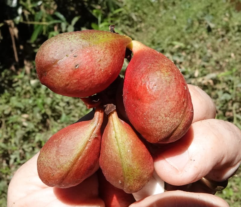 Cola cauliflora, C. Davidson 13947--Gabon. Maurel & Prom rd. Afternoon. 2 Nov. 2018. DSC01682 (204).JPG