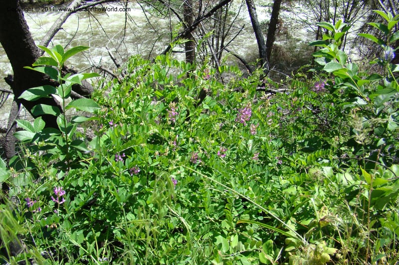 Vicia americana, C. Davidson 11391--Idaho. Idaho Co. Salmon River. Shepp Ranch. 28 May 2009. 157.jpg
