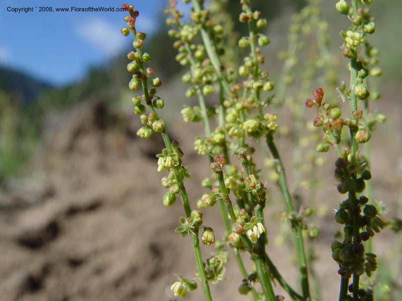 Rumex acetosella--ID. Idaho Co. Salmon R. Polly Bemis Ranch. 9 May 04. 047.jpg