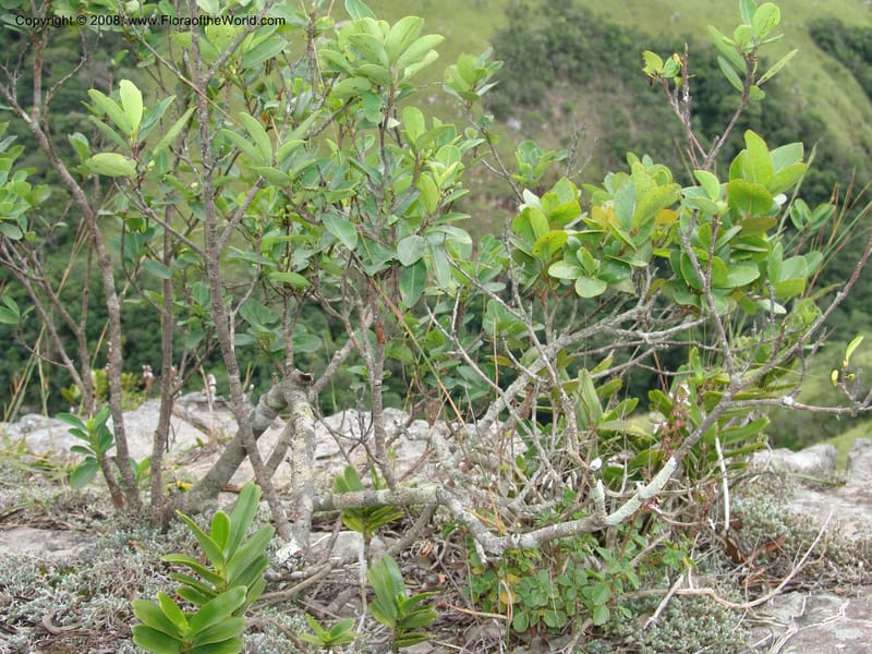 Erythroxylum pictum--So.Africa. E. Cape. Umtamvuna Nat. Res. 11 Mch 05. 265.jpg