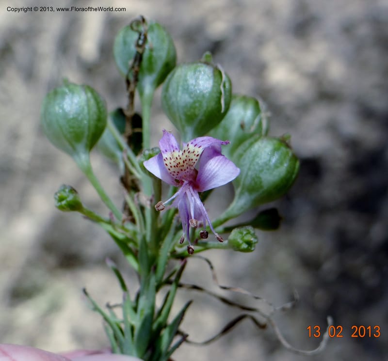 Alstroemeria, WDS 34051--Chile, Pichelemu, 13 Feb 2013  DSC07736 (25).JPG
