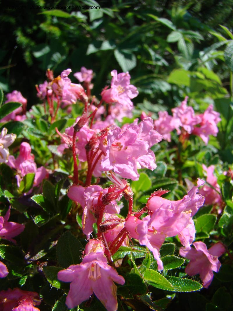 Rhododendron hirsutum, CDavidson11243--Slovenia. Gorenska Reg. Velika Planina. 6 Jul 08. 014.jpg