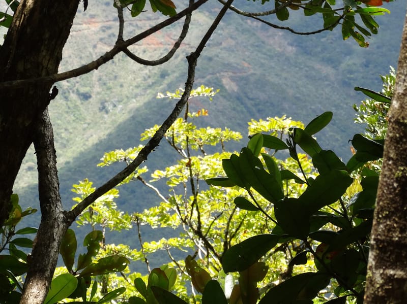 Cupaniopsis, Munzinger, J 7412--New Caledonia. Mont Dzumac. 12 Nov 2015. DSC01563 (296).JPG
