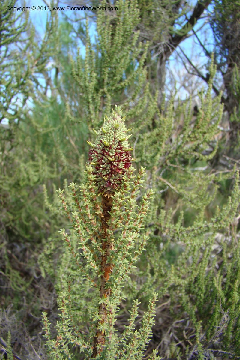 Cliffortia dichotoma, C. Davidson 11570--So Africa. No Cape. Papkuilsfontein. 26 Aug 09. 1 (7).jpg