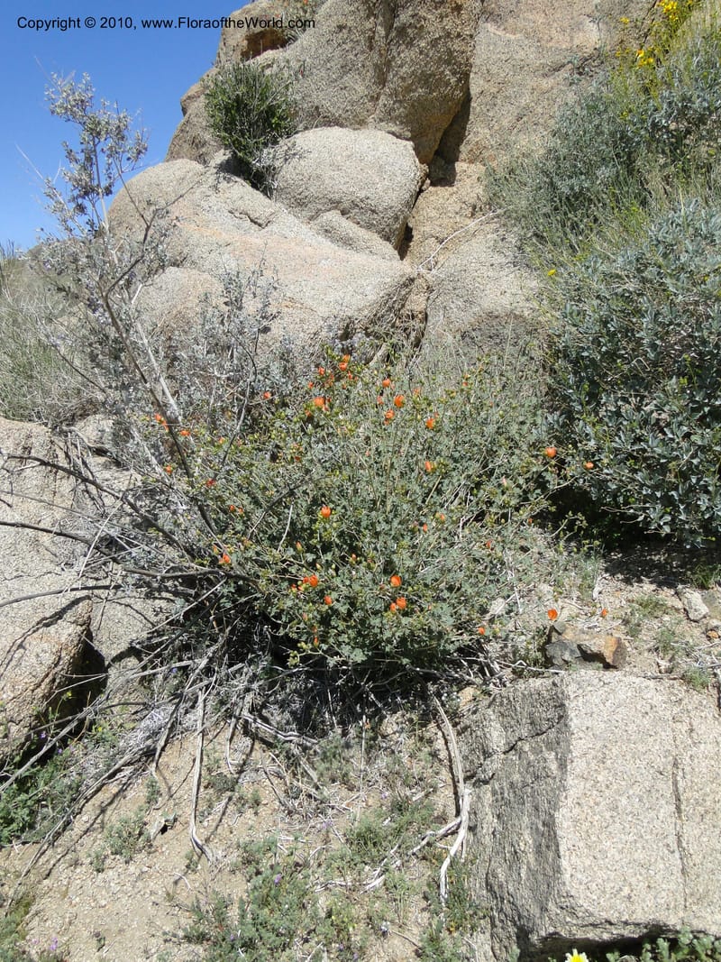 Sphaeralcea ambigua var. rosacea, C. Davidson 11661--California. Riverside Co. 1 April 2010. 234.jpg