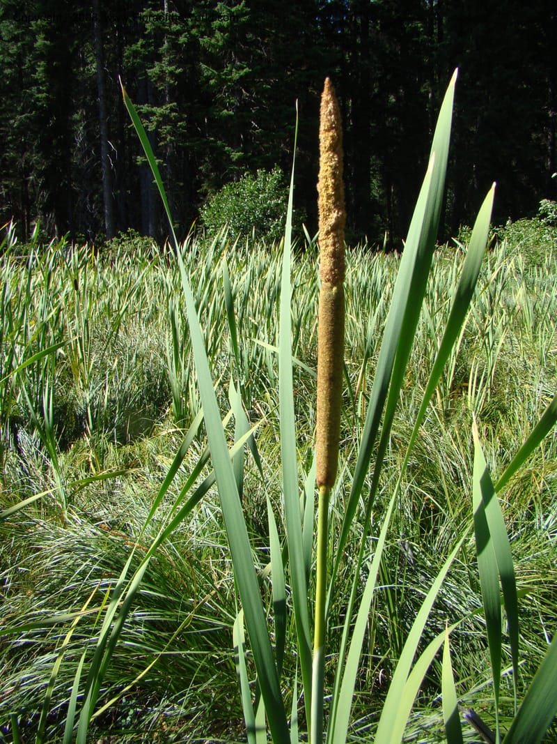 Typha latifolia, CDavidson11316--ID. Valley Co. Ponderosa State Park, Payette Lake. 6 Sep 08. 063.jpg