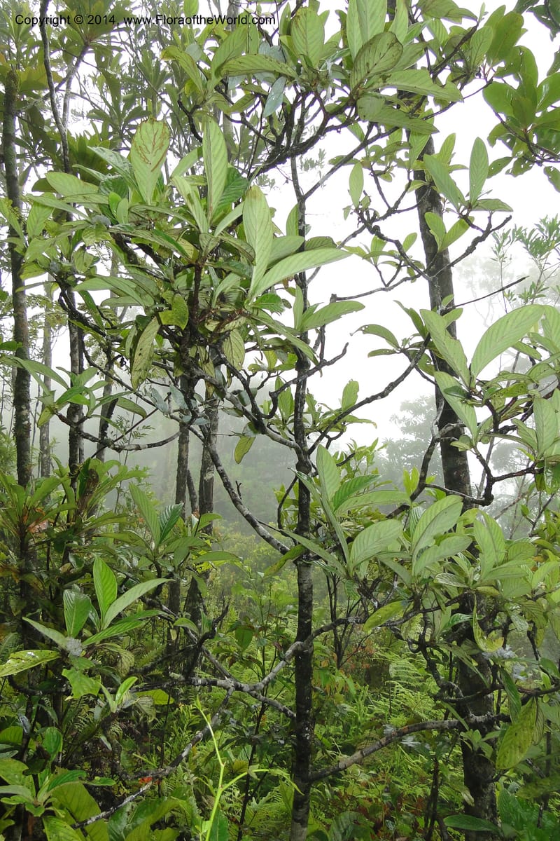 Psychotria, J. Munzinger 6525--New Caledonia. Tchamba River Valley. 15 Feb 2011. 129 (9).jpg