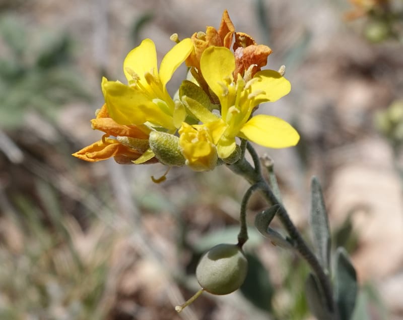 Lesquerella gordonii, C. Davidson 13997--AZ. Cochise Co. Geronimo Trail Rd. 10 Apr 2019. DSC07357 (69).JPG