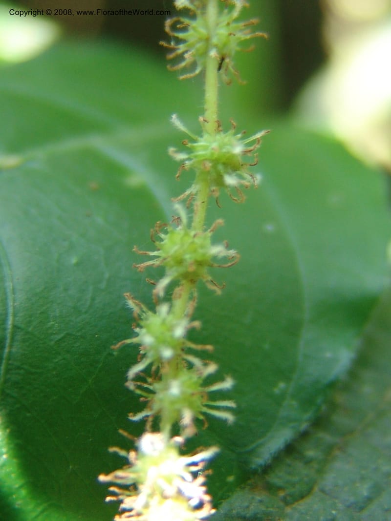 Boehmeria macrophylla--Kenya. Kakamega Forest. 8 Jul 04. 157.jpg