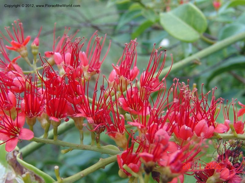 Combretum coccineum, Rogers, Z 909-Madagascar, 20 Jan 2006 026 (6).jpg