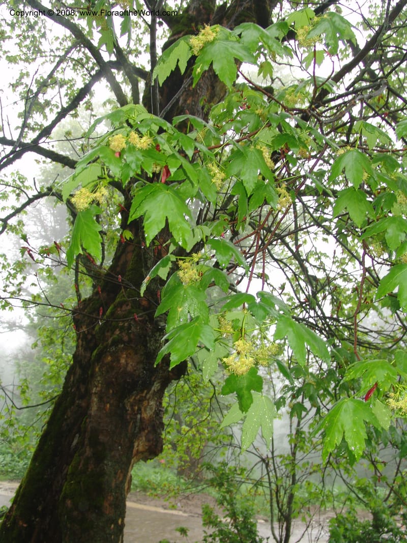Acer trautevetterii--Georgia. 2 km S of Bakuriani, rd to Khrats'koros. 6 Jun 05. 094.jpg