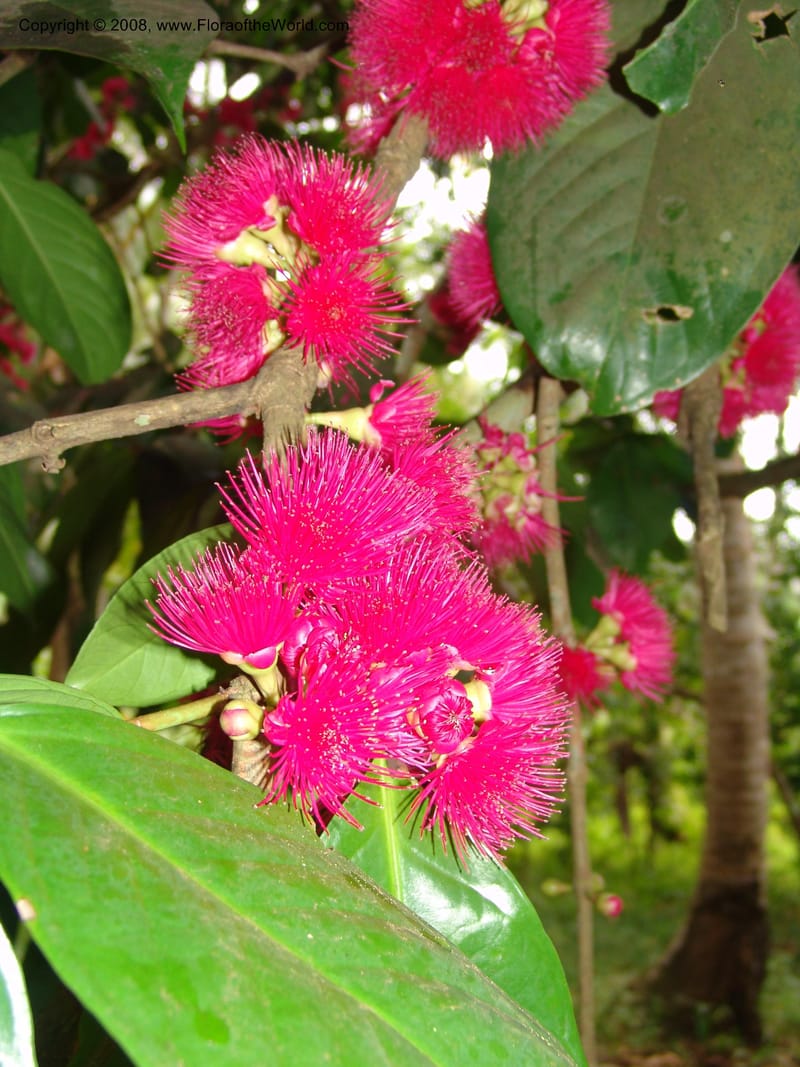Syzygium malaccense--Tanzania. Zanzibar. Bungi to Jozani Forest Rd. 17 Jul 04. 002.jpg