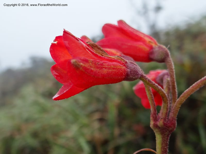 Bomarea, Ulloa, C 2327--Ecuador. Loja. Cerro Toledo. 30 Sep 2012. DSC05859 (220).JPG