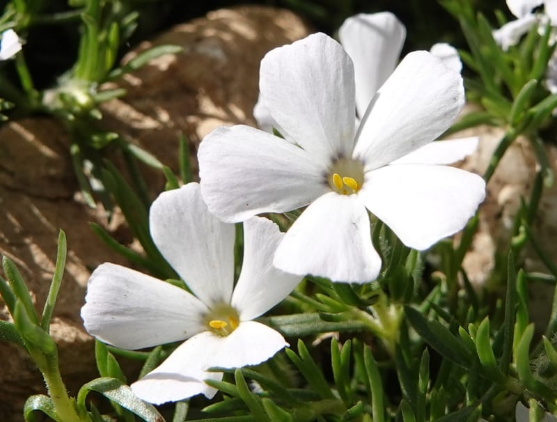 Phlox caespitosa, C. Davidson 13842--ID. Shoshone Co. Freezeout Rd. FR 301. 10 Jul 2018. DSC06582 (403).JPG