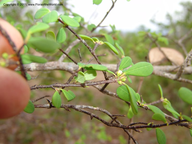 Erythroxylum, ROR1534--Madag. Prov. Antsir. Sahafary, Andranomadiro. 7 Nov 06. 476.jpg