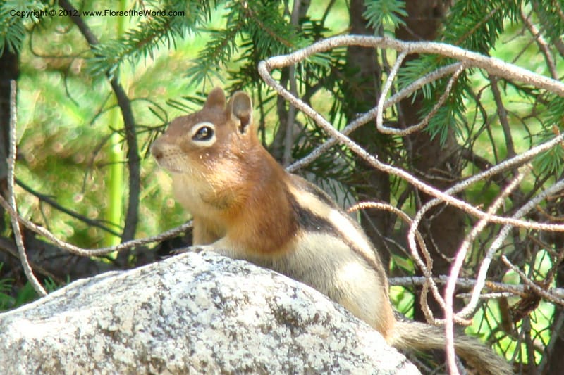 ID. Idaho Co. Rd to Josephine Lake. 2 August 2009. 003.jpg