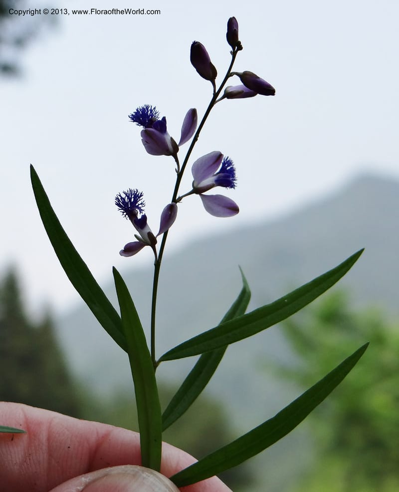 Polygala honkongensis stenophylla, Li Pan 1205288--China, Zhejiang, Shunxi, 28 May 2012  (5).JPG