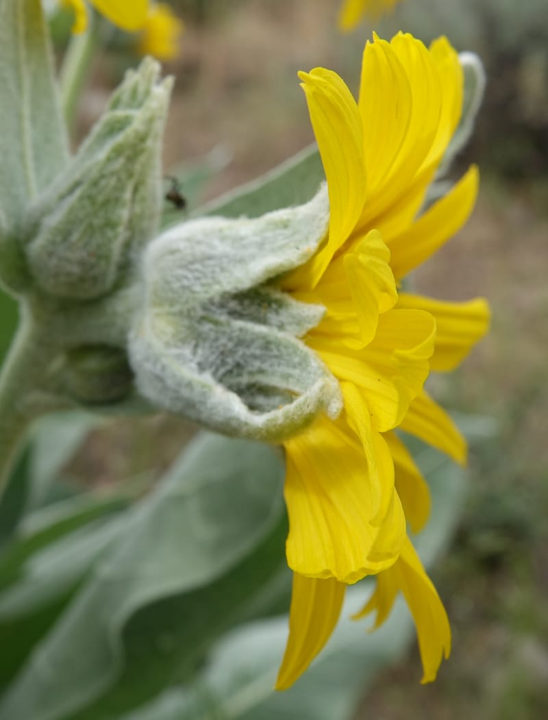 Wyethia mollis, C. Davidson 13616--CA. Modoc Co. Warner Mts. Hwy 299. 7 June 2017. DSC01455 (17).JPG