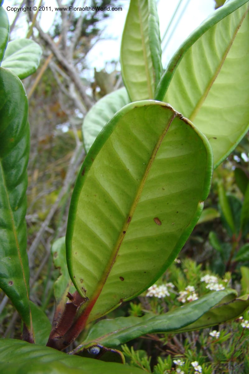 Austrobuxus montis-do, M. Callmander 792--New Caledonia. Mont Dore. 20 Jan 2010. 001 (45).jpg