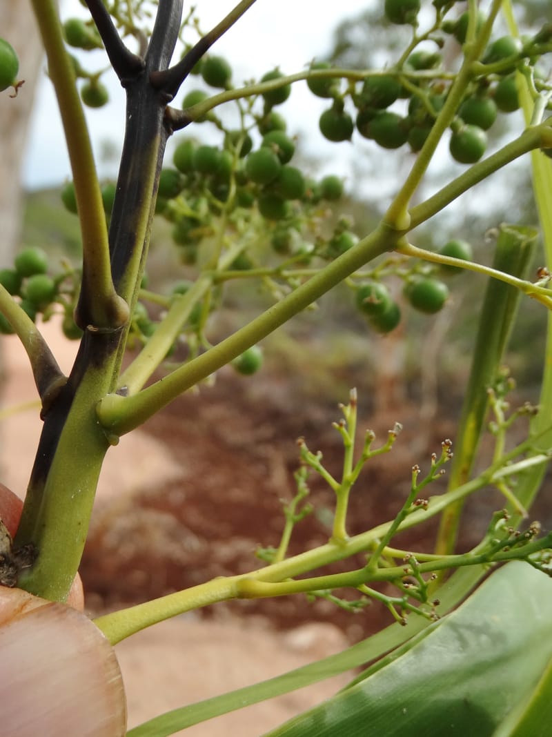 Flagellaria, Callmander, M. 1254--New Caledonia. Tiebaghi. 17 Nov 2015. DSC03437 (151).JPG