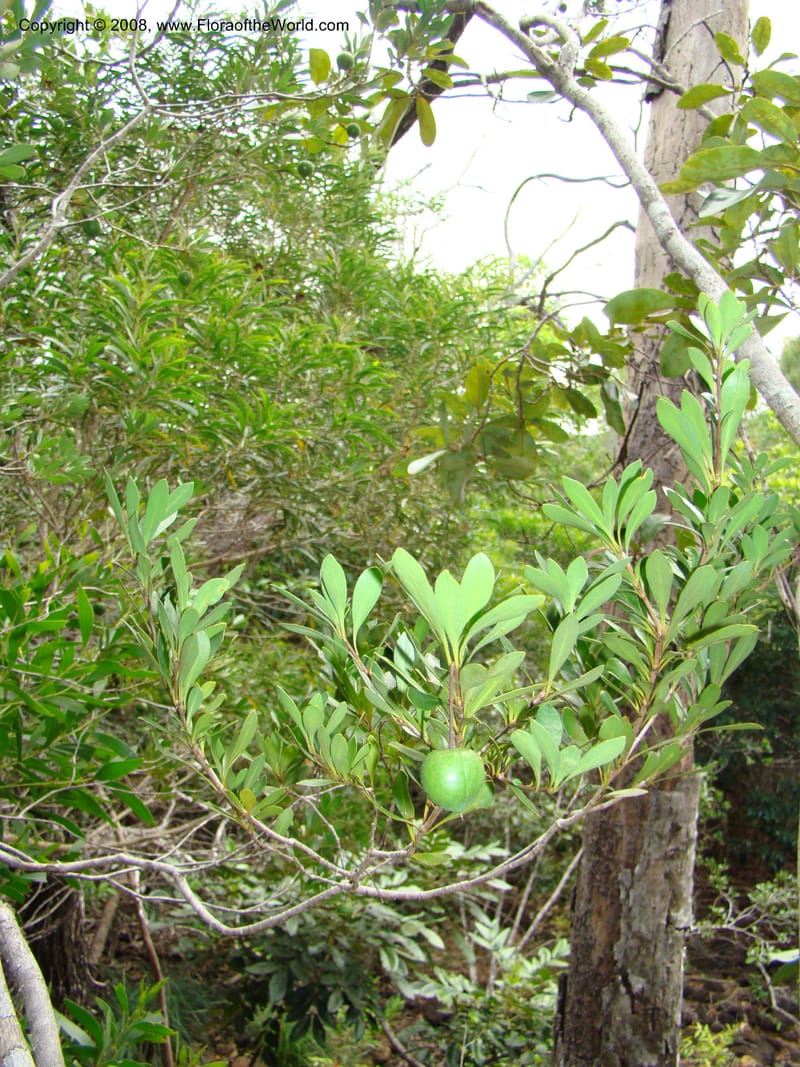 Pittosporum, CGemmill609--N.Caled. RT 1, Avangui For., Hervrouet Cr. 12 Nov 07. 002.jpg