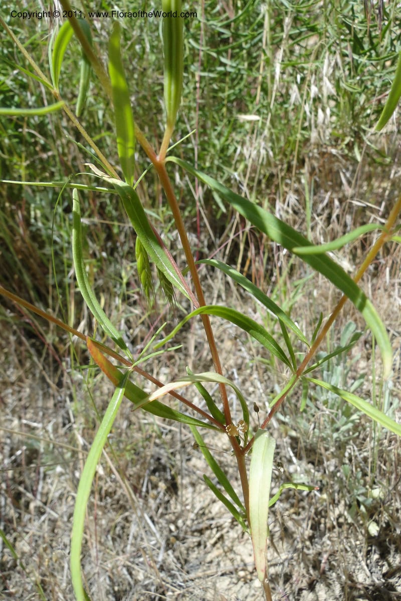 Clarkia pulchella, C. Davidson 11854--Oregon. Malheur Co. Leslie Gulch. 30 June 2011. 249 (16).jpg