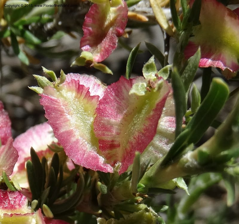 Tetraglochin alatum, Davidson, C 12788--Chile. Ruta 115, to Laguna del Maule. 24 Nov 2014. DSC07486 (297).JPG