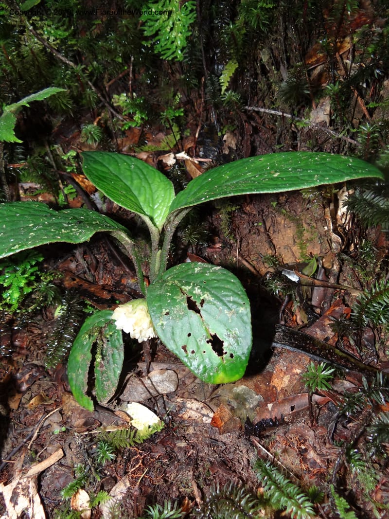 Pentaphragma, SAN.153210--Malaysia, Sabah. Mt. Kinabalu. 5 Apr 2012. DSC06767 (203).JPG