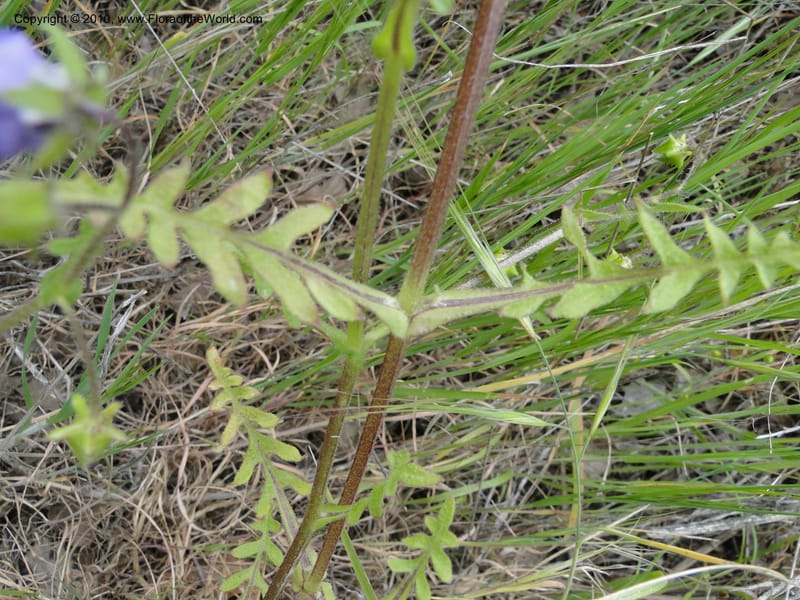 Pholistoma auritum, C. Davidson 11717--California. Santa Barbara Co. 4 April 2010 015 (6).jpg