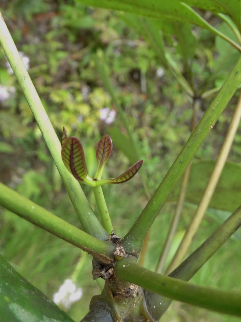 Plerandra grandiflora, Plunkett, G 3178-- Fiji. Delaikoro Mtn. 3 Nov 2015. DSC08393 (42).JPG