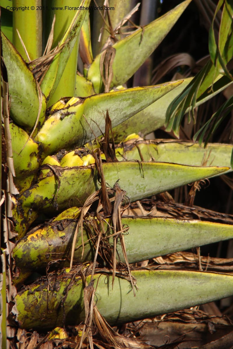 Ravenala madagascariensis, not coll.--Madagascar. Prov. Fianarantsoa. RN 12. 14 Jan 09. 325.jpg
