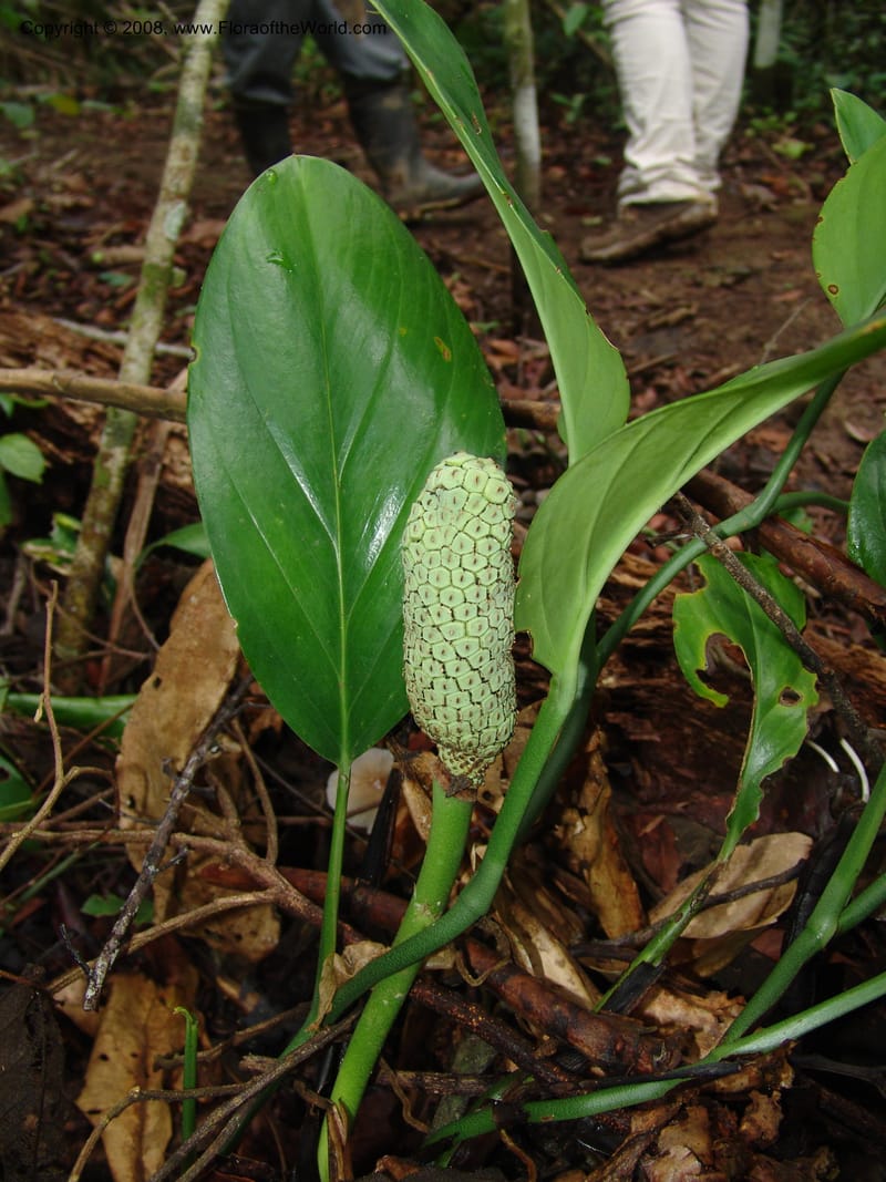 Monstera, Farfan666--Peru. Edo. Madre de Dios. ACEER Res. Ctr. Mango Trail.18 Oct 05. 021.jpg