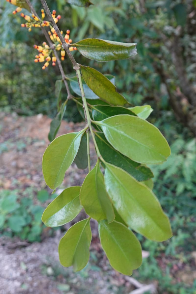 Macrosolen cochinchinensis, D. Boufford 44099--China. Yunnan. Lao jun Shan. 30 Apr 2018. DSC00424 (654).JPG