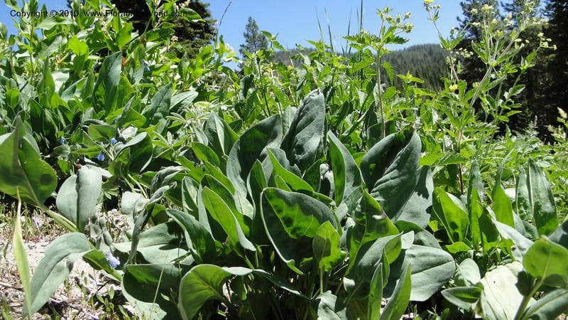 Mertensia paniculata, C. Davidson 11753--ID. Valley Co. Road to Gold Fork Looklout. 16 July 2010. 031.jpg