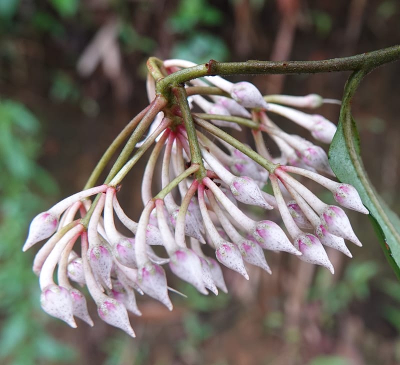 Ardisia virens, D. Boufford 44152--China. Yunnan. Bam Po village. 5 May 2018. DSC02406 (252).JPG