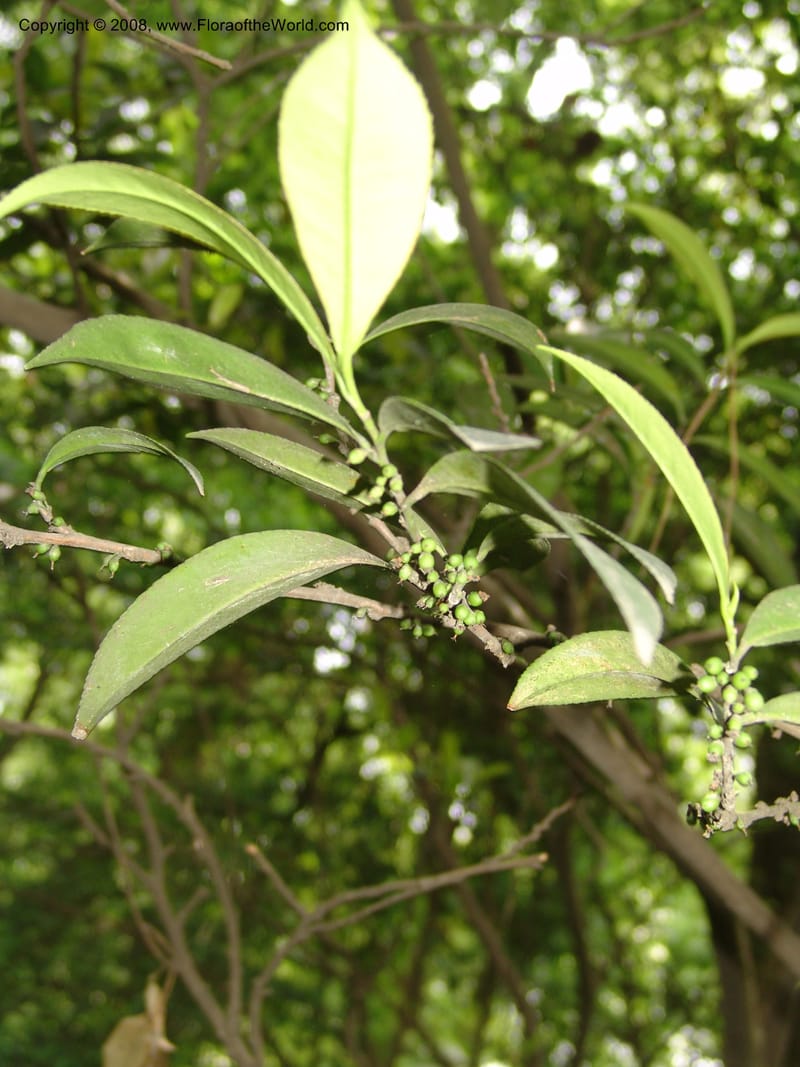 Eurya japonica, 05153JK01--China. Hubei. Wuhan Botanical Garden. 24 Apr 07. 139.jpg