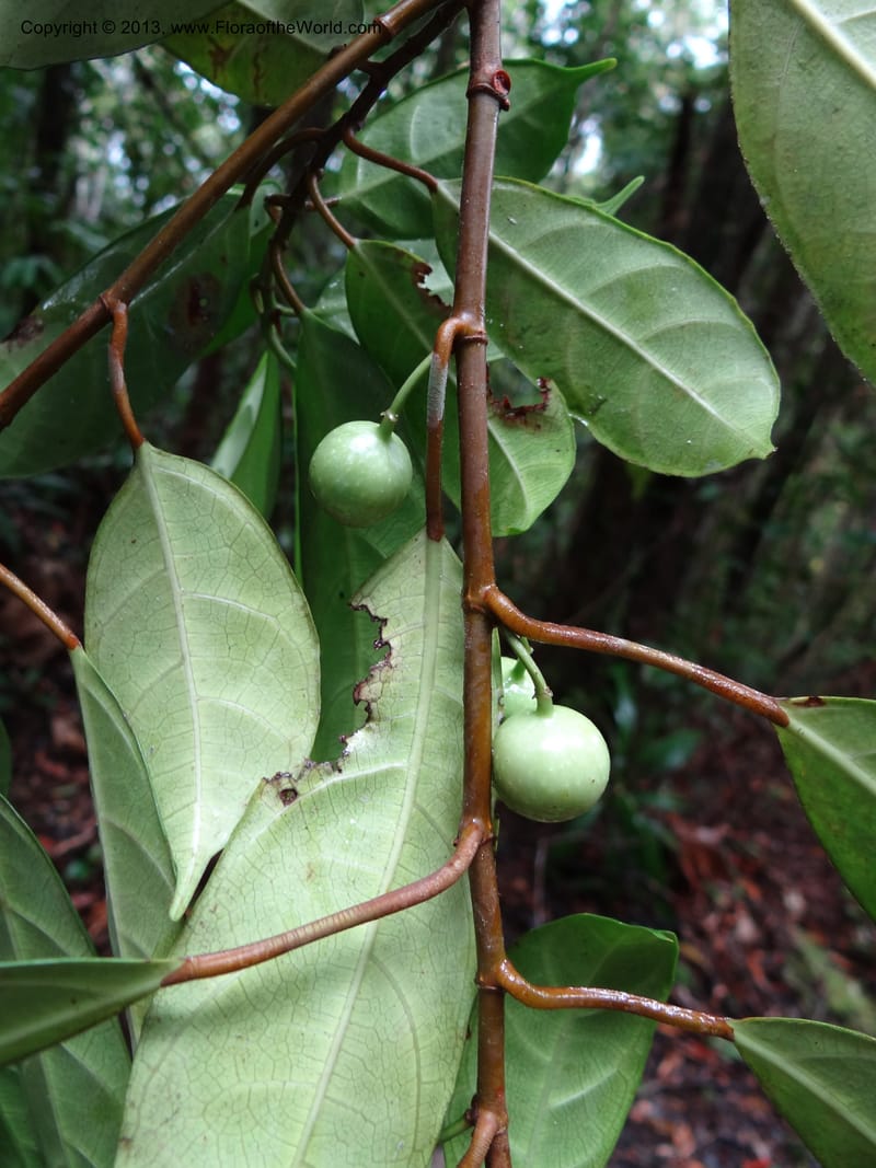 Ficus, S.98873--Malaysia, Sarawak. Kubah Nat. Park. 28 Mar 2012. DSC05973 (210).JPG
