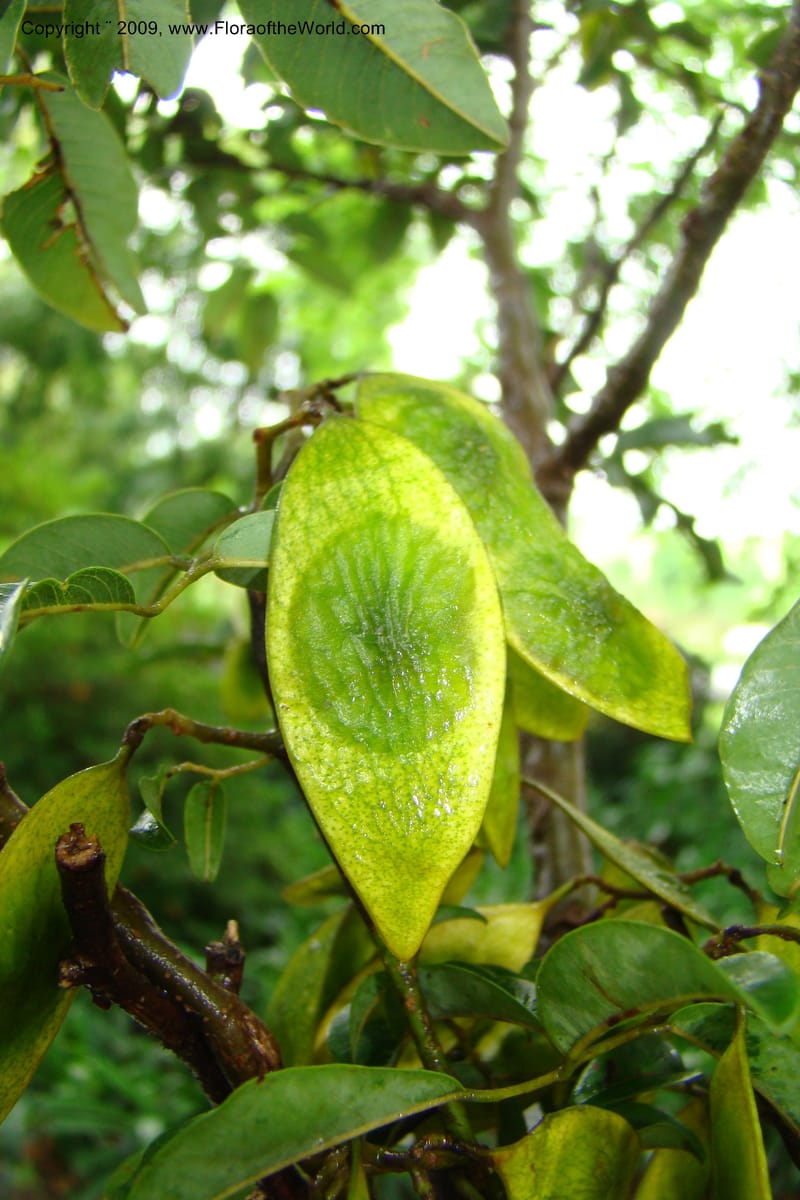 Dalbergia, Z. Rogers 1359--South Africa. KwaZulu-Natal. 29 Jan 09. 032.jpg