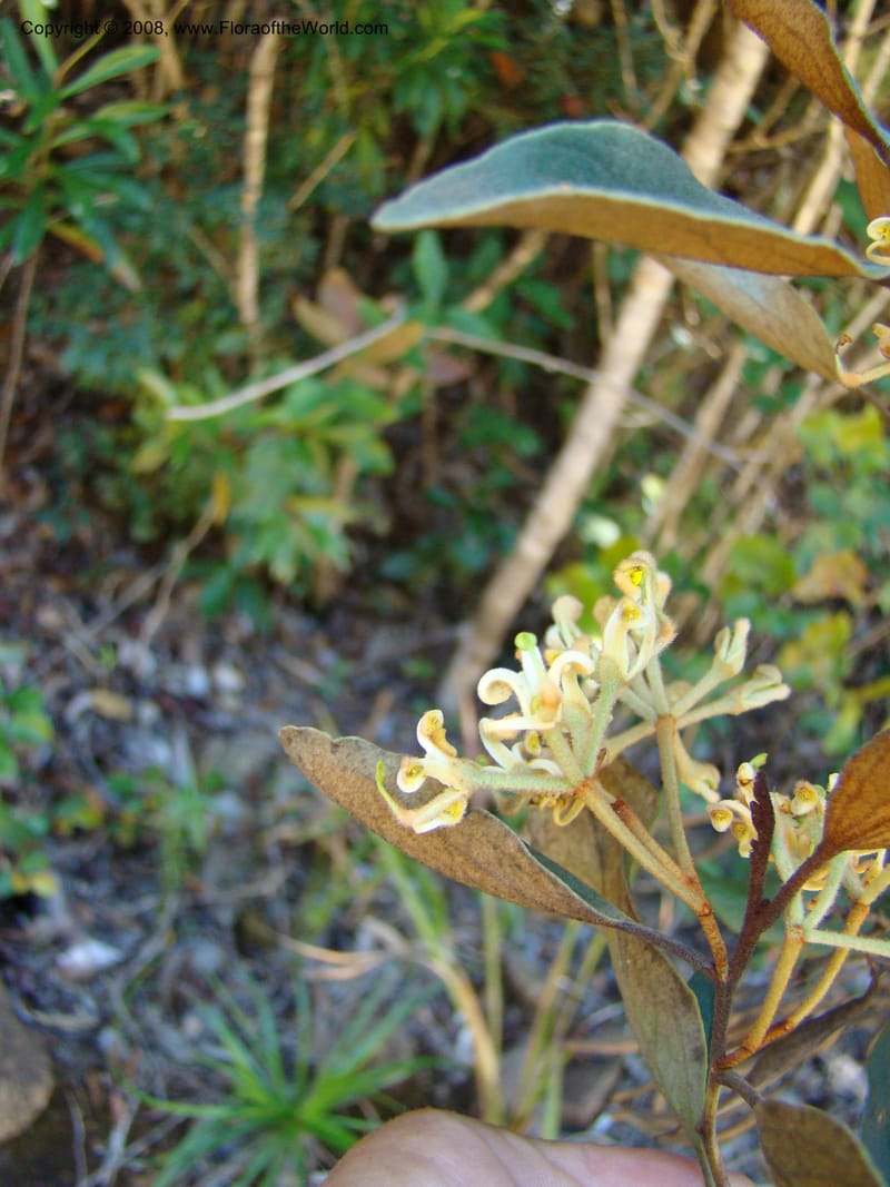 Stenocarpus tremuloides, JMunzinger4663--N.Caled. Dumbea Dam, Dumbea Riv. 11 Nov 07. 168.jpg
