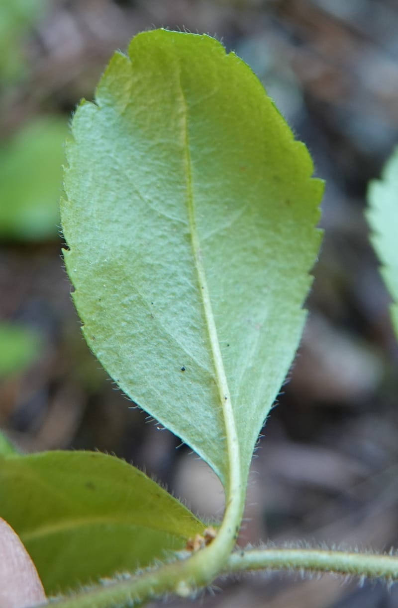 Veronica officinalis, C. Davidson 13799--ID. Latah Co. FSR 447. 7 Jul 2018. DSC05707 (136).JPG