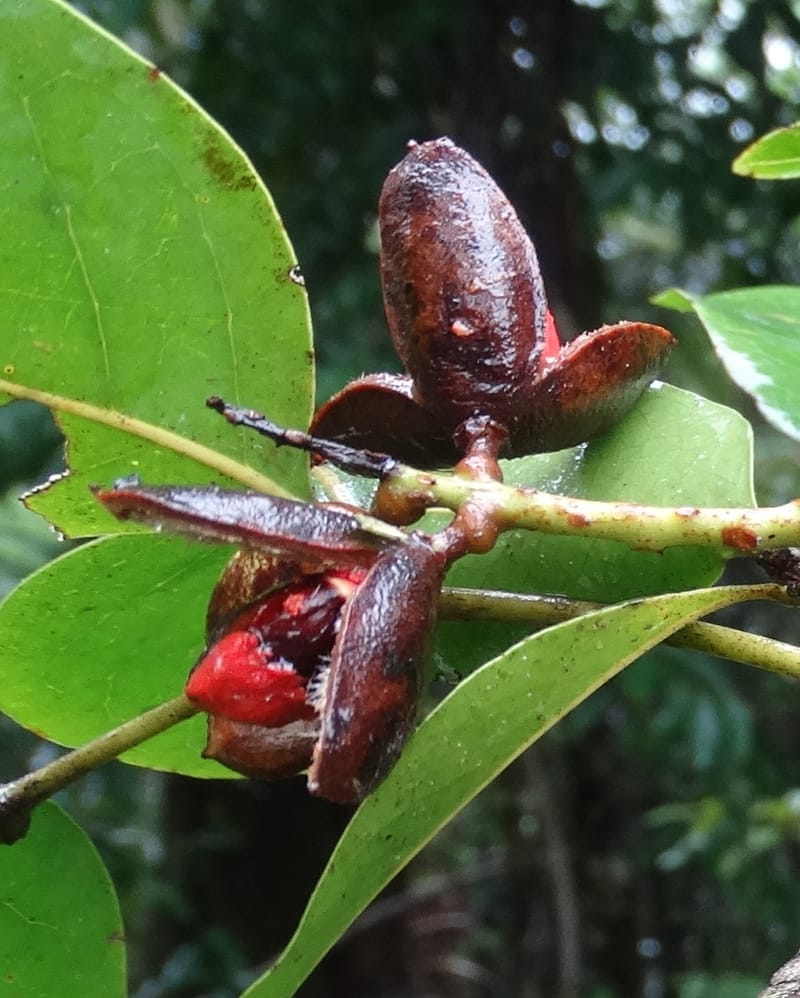 Lepidocupaniopsis concolor, Munzinger, J 7390--Fiji. Across the road from Waisali RF. 8 Nov 2015. DSC00330 (268).JPG