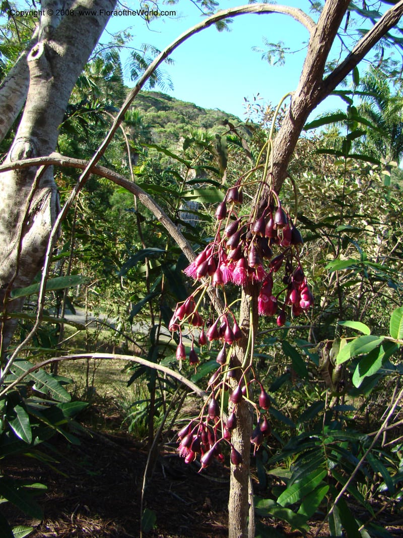 Syzygium--N.Caled. Parc Zool. & Forest., Noumea. 10 Nov 07. 026.jpg