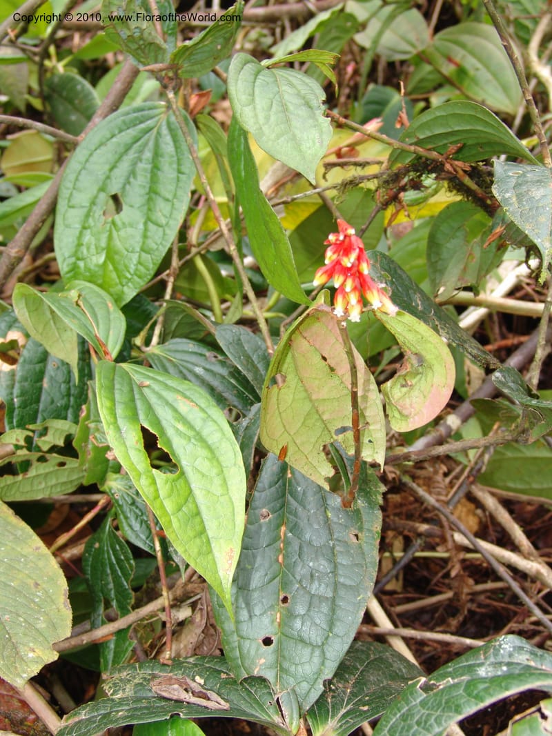 Plutarchia, Croat 96382--Ecuador. Prov. Pichincha. Pacto-Pto. Quito Rd.. 25 Mar 06. 115 (1).jpg