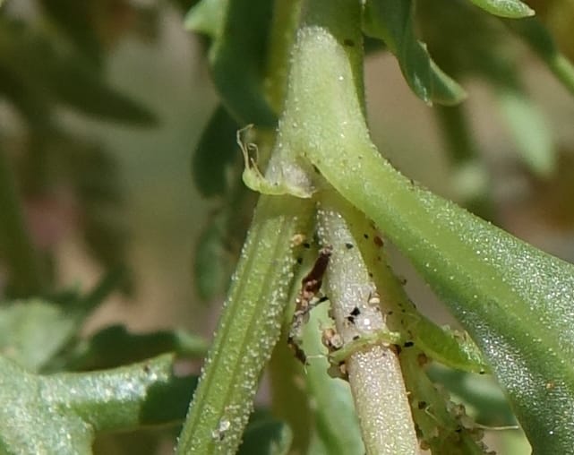 Oxygonum alatum, L. Nanyeni 1143--Namibia. B1 to Rehoboth, Frankie Fredricks St. 15 Mar 2018. DSC00565 (142).JPG