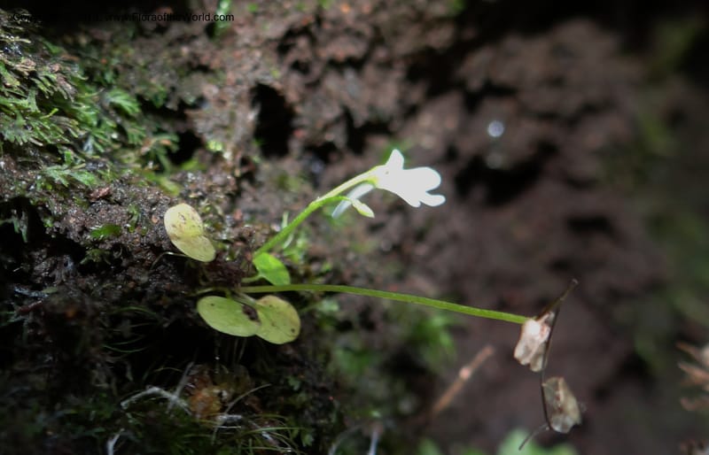 Utricularia, VC 5533--Thailand. Chiang Mai Prov. Doi Pha Hom Pok Nat. Park. 10 Nov 2012. DSC08349 (129).JPG