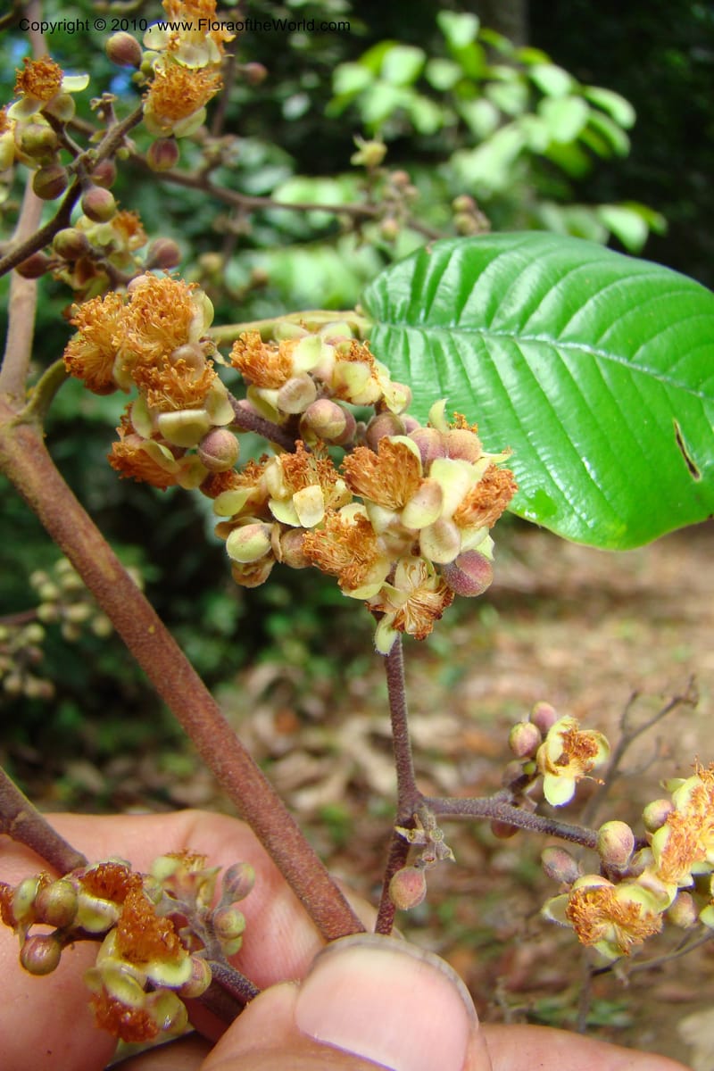 Tetracera, Vasquez 34802--Peru. Loreto. Dist. Nauta. Miraflores, Rio Tigre. 10 Nov 08. 546 (28).jpg