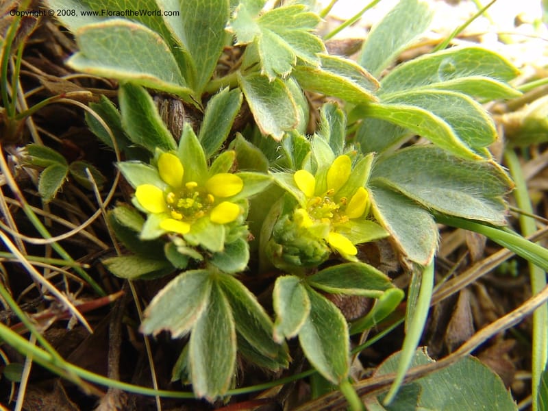 Sibbaldia semiglabra-Georgia. Vic. of Tskhrats'karo Pass. 7 Jun 05. 133.jpg