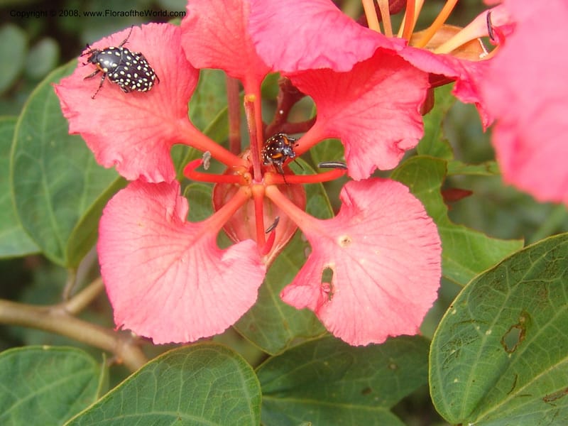 Bauhinia galpinii--So. Africa. Mpumalanga. Karino. Whyte Thorne. 19 Mch 05. 186.jpg